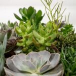 Everspring - Succulenten Mix - 18 stuks - 10 cm - ø8,5 - Afbeelding 3