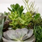 Everspring - Succulenten Mix - 18 stuks - 10 cm - ø8,5 - Afbeelding 3