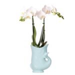 Witte Phalaenopsis orchidee Amabilis in turquoise visvormige pot, bloeiende kamerplant, potmaat Ø9cm.