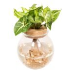 Syngonium Pixie in een glazen bol met water, hoogte 30 cm, pot Ø12 cm, groene bladeren met witte nerven.