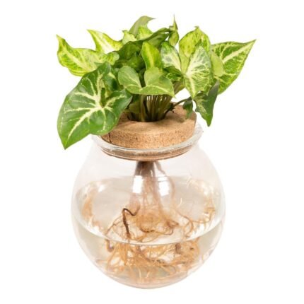 Syngonium Pixie in een glazen bol met water, hoogte 30 cm, pot Ø12 cm, groene bladeren met witte nerven.