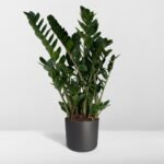 Zamioculcas Zamiifolia - Emerald palm - Ø21cm - ↕80cm - Afbeelding 8