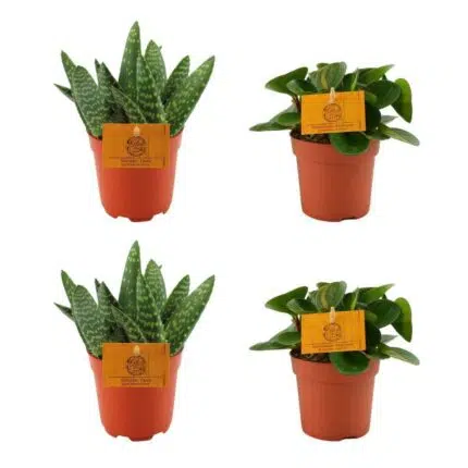 Twee Aloë paradisicum en twee Peperomia Obtipan Groen in oranje potten, elk Ø10,5cm en ↕10cm, met labels.