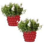 Twee Campanula Addenda Ambella White planten in rode Berry sierpotten van 12 cm, met witte bloemen en groene bladeren.