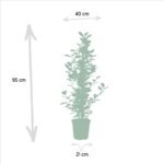Ficus microcarpa Moclame - Ø21cm - ↕95cm - Afbeelding 4
