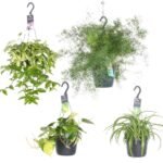 Mix van 4 hangplanten in zwarte potten, Ø17cm, hoogte 35-40cm, met groene bladeren en variërende soorten.
