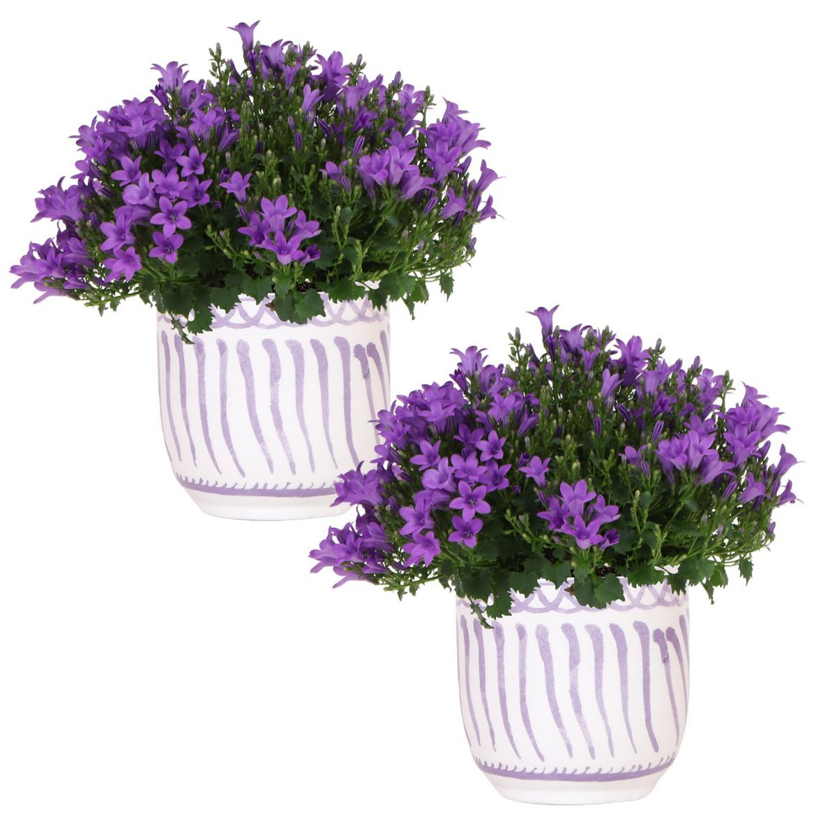 93f8d773-62f2-4f85-b5f3-b782725b1870_1200x1200_fill.jpg Twee potten met Campanula Addenda Ambella Intense Purple, paarse bloemen in witte sierpotten met paarse strepen.