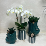 Kolibri Orchids | Set van witte orchidee Amabilis en succulenten in keramieken sierpotten - potmaat Ø9cm & Ø6cm | bloeiende kamerplant - vers van de kweker - Afbeelding 2