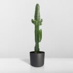 Euphorbia Acrurensis - Cactus - Ø17cm - ↕50cm - Afbeelding 8