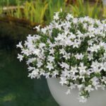 Campanula Addenda Ambella white - Cotton schaal met Campanula met watergeefsysteem - 3 stuks - Klokjesbloem wit- potmaat 12cm - binnen & buiten - Afbeelding 6