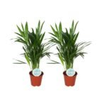 Twee Areca Dypsis Lutescens planten in terracotta potten, hoogte 50 cm, diameter 14 cm, groene bladeren.