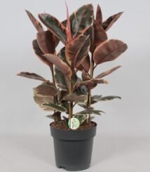 Ficus Belize in zwarte pot, Ø27cm, hoogte 80cm, met grote, opvallende bladeren in groen en rood.