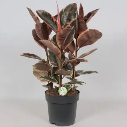 Ficus Belize in zwarte pot, Ø27cm, hoogte 80cm, met grote, opvallende bladeren in groen en rood.