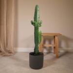Euphorbia Acrurensis - Cactus - Ø17cm - ↕50cm - Afbeelding 2