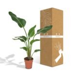 Strelitzia Nicolai - Ø19cm - ↕80cm - Afbeelding 5