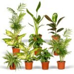 Verrassingsbox met 10 diverse kamerplanten in terracotta potten, variërend in hoogte en bladstructuur. Ø12cm, ↕35cm.