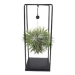 Tillandsia Kubus Mix in metalen houder, groen en zwart, Ø20cm, ↕35cm, geschikt voor kleine kamerplanten.