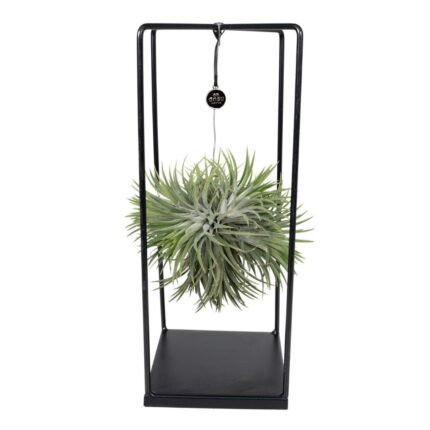 Tillandsia Kubus Mix in metalen houder, groen en zwart, Ø20cm, ↕35cm, geschikt voor kleine kamerplanten.