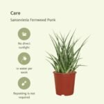 2x Sansevieria Fernwood Punk - Vrouwentong - 30cm - ø12 - Afbeelding 5