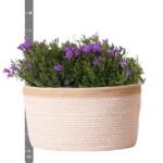 Campanula Addenda Ambella Intense purple - Cotton schaal met Campanula met watergeefsysteem - 3 stuks - Klokjesbloem paars  - potmaat 12cm - binnen & buiten - Afbeelding 6