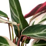 Calathea Triostar - Ø19cm - ↕70cm - Afbeelding 3