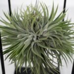 Tillandsia Kubus Mix Groot - Ø20cm - ↕35cm - Afbeelding 3