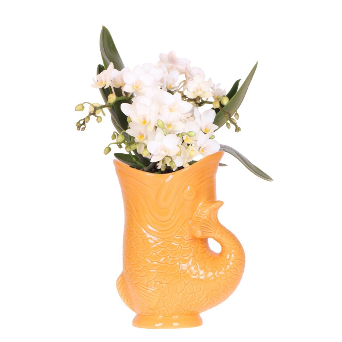 a0f48399-ee18-4d84-8bdb-8d288f7786ff_1200x1200_fill.jpg Witte Nazaré orchidee in een oranje vispot, potmaat Ø9cm, bloeiende kamerplant voor een zomerse sfeer.