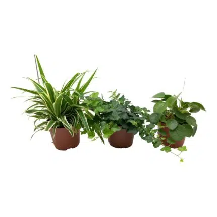 Groen mix van Chlorophytum, Hedera en Pilea in bruine potten, Ø13cm, hoogte 35cm, makkelijk te verzorgen kamerplanten.