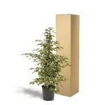 Ficus benjamina Twilight - Ø21cm - ↕95cm - Afbeelding 5