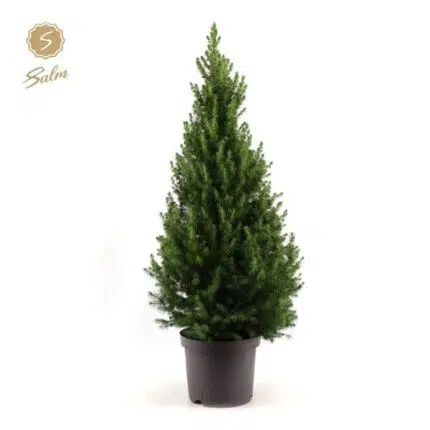 Picea Gl. December kerstboom in pot, Ø26cm, hoogte 100cm, weelderig groen en vol.