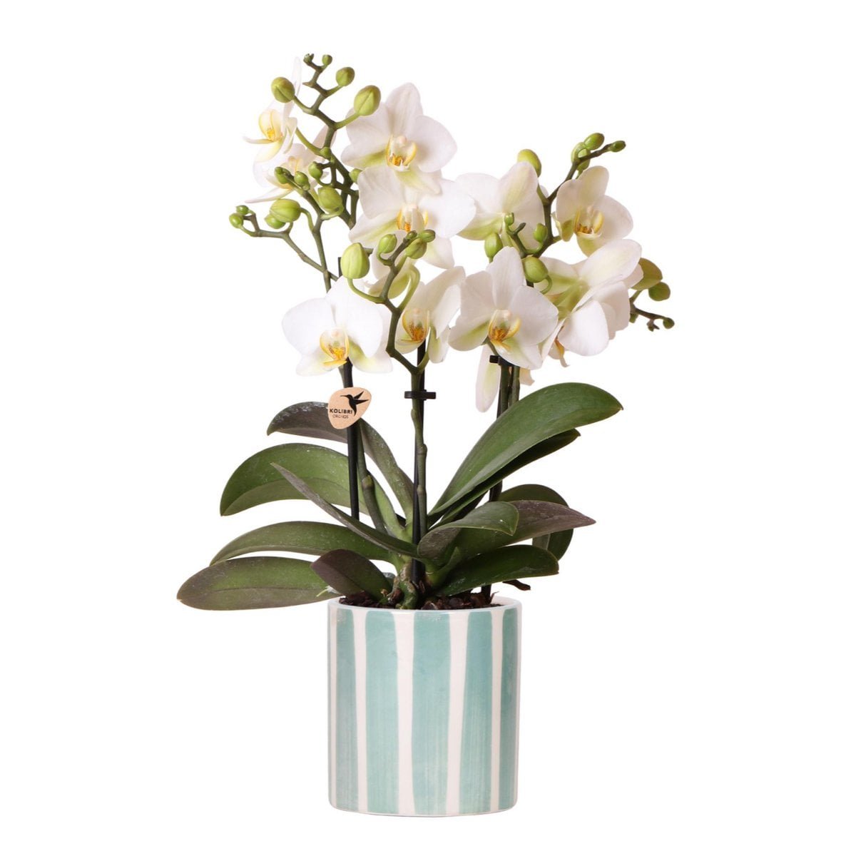 a7a69bb2-30d3-4b00-830f-8ff508f72975_1200x1200_fill.jpg Witte Phalaenopsis orchidee in turquoise gestreepte pot van Ø9cm, met meerdere bloemen en knoppen, elegant en fris.