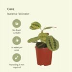 2x Maranta Fascinator - Pijlwortel - 20cm - ø12 - Afbeelding 5