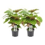 Calathea Makoyana, 2 stuks in zwarte potten, Ø14cm, hoogte 45cm, met groene en gestreepte bladeren.