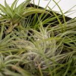 Tillandsia Air mix - 20 stuks - ø6cm - ↕6cm - Afbeelding 3