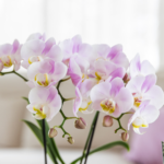 Kolibri Orchids | roze orchidee Portugal + Malaga sierpot roze - potmaat Ø9cm | bloeiende kamerplant - vers van de kweker - Afbeelding 2
