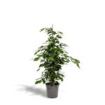Ficus benjamina Danielle in een grijze pot, hoogte 95 cm, met weelderig groen blad voor een frisse uitstraling.