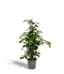 Ficus benjamina Danielle in een grijze pot, hoogte 95 cm, met weelderig groen blad voor een frisse uitstraling.