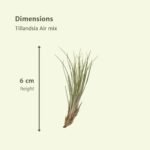 Tillandsia Air mix - 20 stuks - ø6cm - ↕6cm - Afbeelding 4