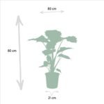 Alocasia Portodora - Ø21cm - ↕80cm - Afbeelding 4