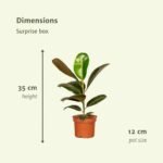 Verrassingsbox - 10 diverse kamerplanten - Ø12cm - ↕35cm - Afbeelding 3