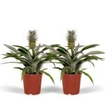 Twee Bromelia Ananasplanten van 30 cm hoog in oranje potten, met groene bladeren en een ananasachtige bloeiwijze.