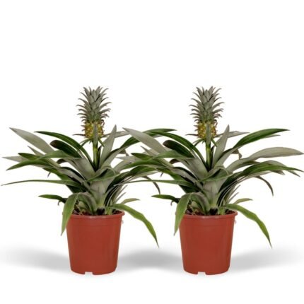 Twee Bromelia Ananasplanten van 30 cm hoog in oranje potten, met groene bladeren en een ananasachtige bloeiwijze.