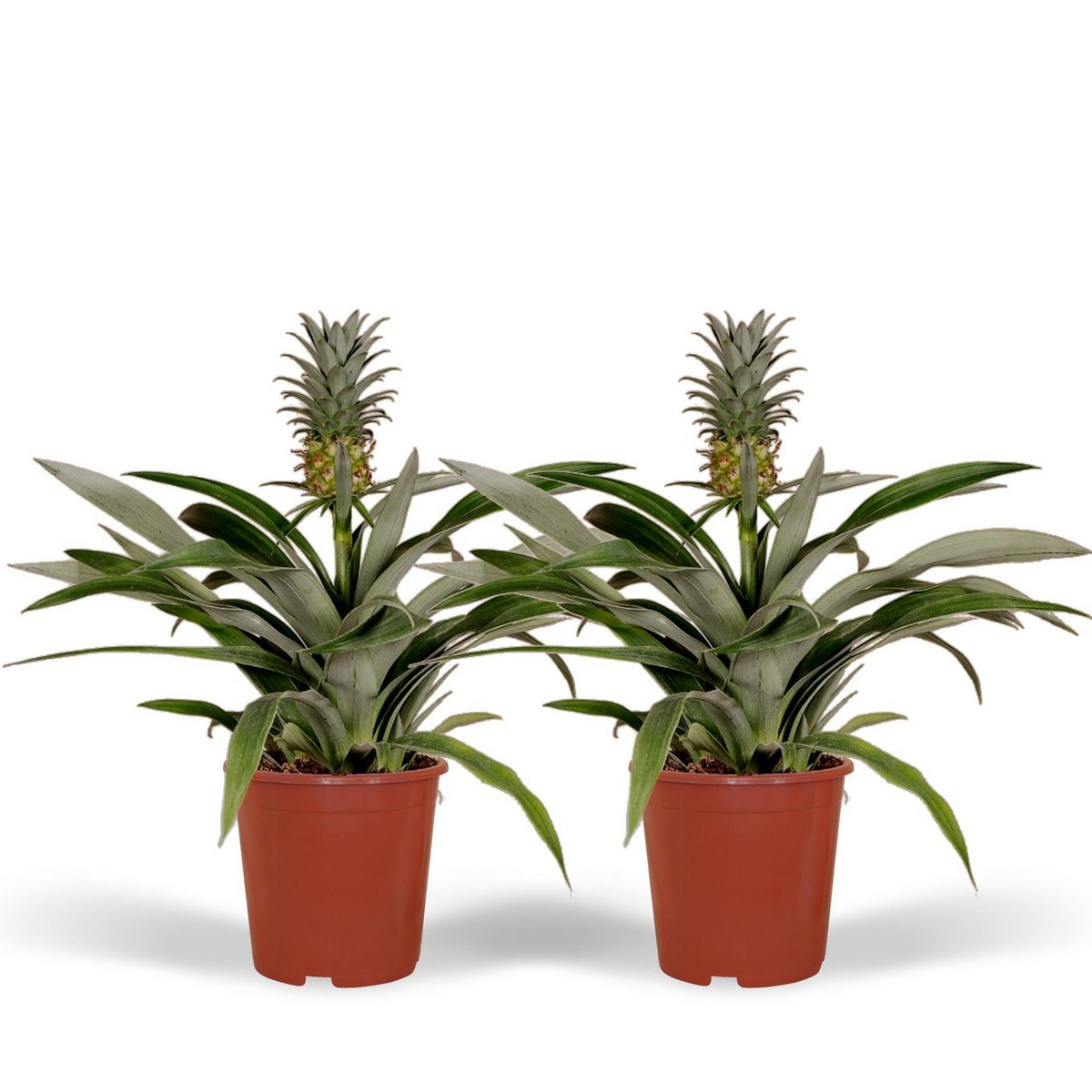aedcf79c-64f7-4a9a-b4bd-033c3a856032_1200x1200_fill.jpg Twee Bromelia Ananasplanten van 30 cm hoog in oranje potten, met groene bladeren en een ananasachtige bloeiwijze.