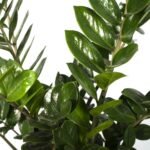 Zamioculcas Zamiifolia - Emerald palm - Ø21cm - ↕80cm - Afbeelding 3