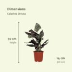 2x Calathea Ornata - Pauwenplant - 50cm - ø14 - Afbeelding 4