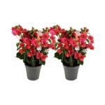 Twee bougainvillea planten in zwarte potten, met felrode bloemen en groene bladeren, hoogte 40 cm, diameter 12 cm.