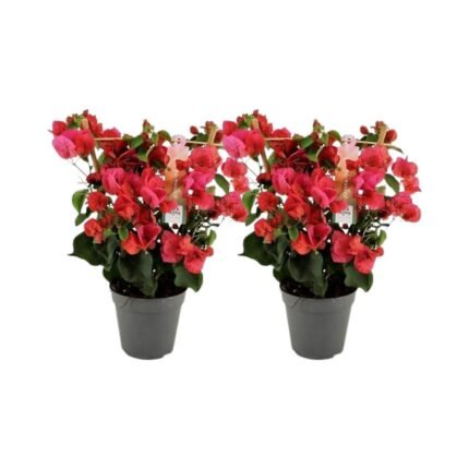 Twee bougainvillea planten in zwarte potten, met felrode bloemen en groene bladeren, hoogte 40 cm, diameter 12 cm.