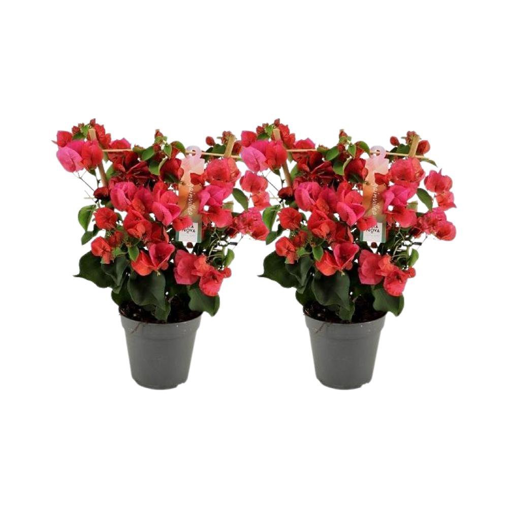 b295a7cd-1e7f-49b1-8726-4e72250293ba_1200x1200_fill.jpg Twee bougainvillea planten in zwarte potten, met felrode bloemen en groene bladeren, hoogte 40 cm, diameter 12 cm.