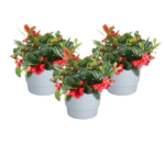 Compacte Gaultheria Big Berry planten in witte potten, met donkergroene bladeren en felrode bessen, set van 3 stuks.