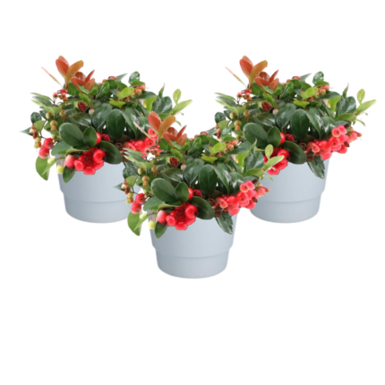 Compacte Gaultheria Big Berry planten in witte potten, met donkergroene bladeren en felrode bessen, set van 3 stuks.